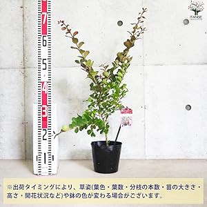 ❤️ さるすべりー様❤️ Amazon.co.jp: 矮性サルスベリの苗木 品種：With Love・チェリー