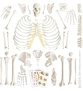 Amazon.com: Benilev Disarticulated Human Skeleton Model for