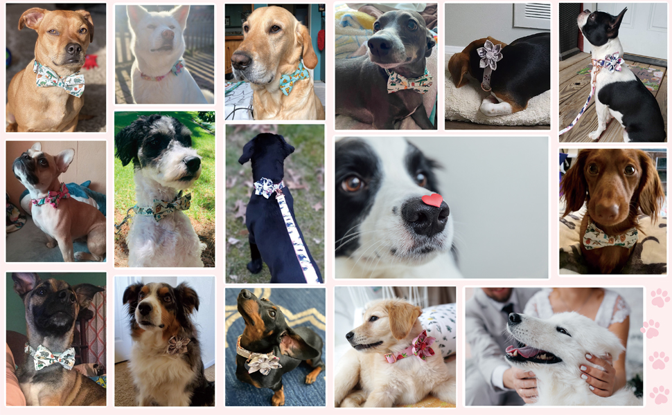 DOG BOWTIE COLLAR