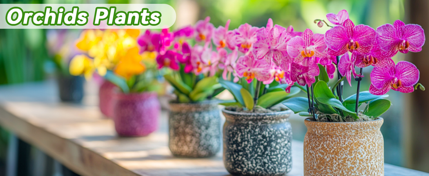 orchid moss sphagnum new zealand sphagnum moss new zealand sphagnum moss spagmoss