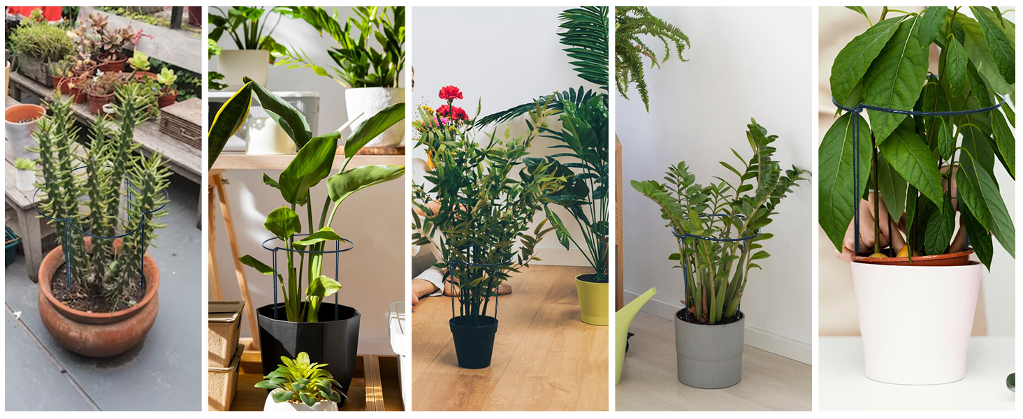 plant support for indoor plants