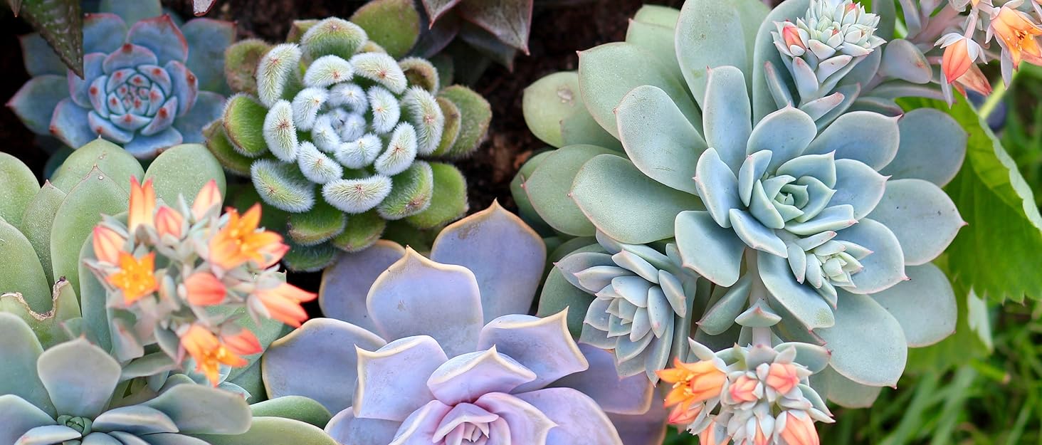 India gardening products and live plants succulents indoor flowers cactus garden tool pots