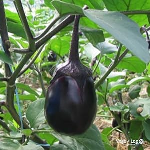 Amazon.co.jp: Senshu Water Eggplant, Made in Osaka, A