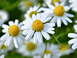 Small manufacture image 1