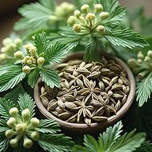 Anise Seeds