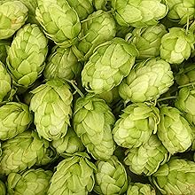 Hopfenzapfen frisch gepflückt . Sattes und leuchtendes Grün .