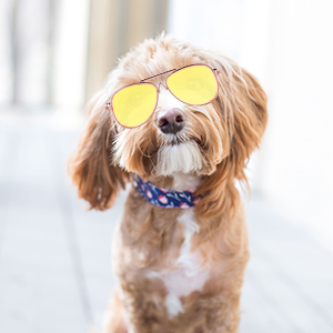 Haustier-Sonnenbrille