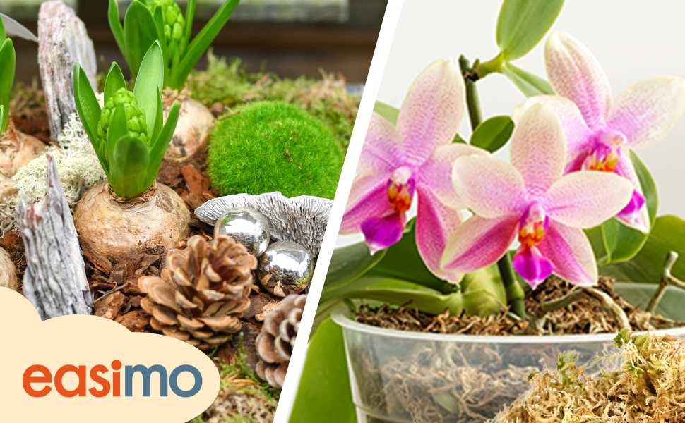 Geteiltes Bild zeigt die Terrarieneinrichtung mit Moos und Tannenzapfen auf der linken Seite, blühende rosa Orchideenpflanze auf der rechten Seite. Wasserzeichen der Marke Easimo sichtbar.