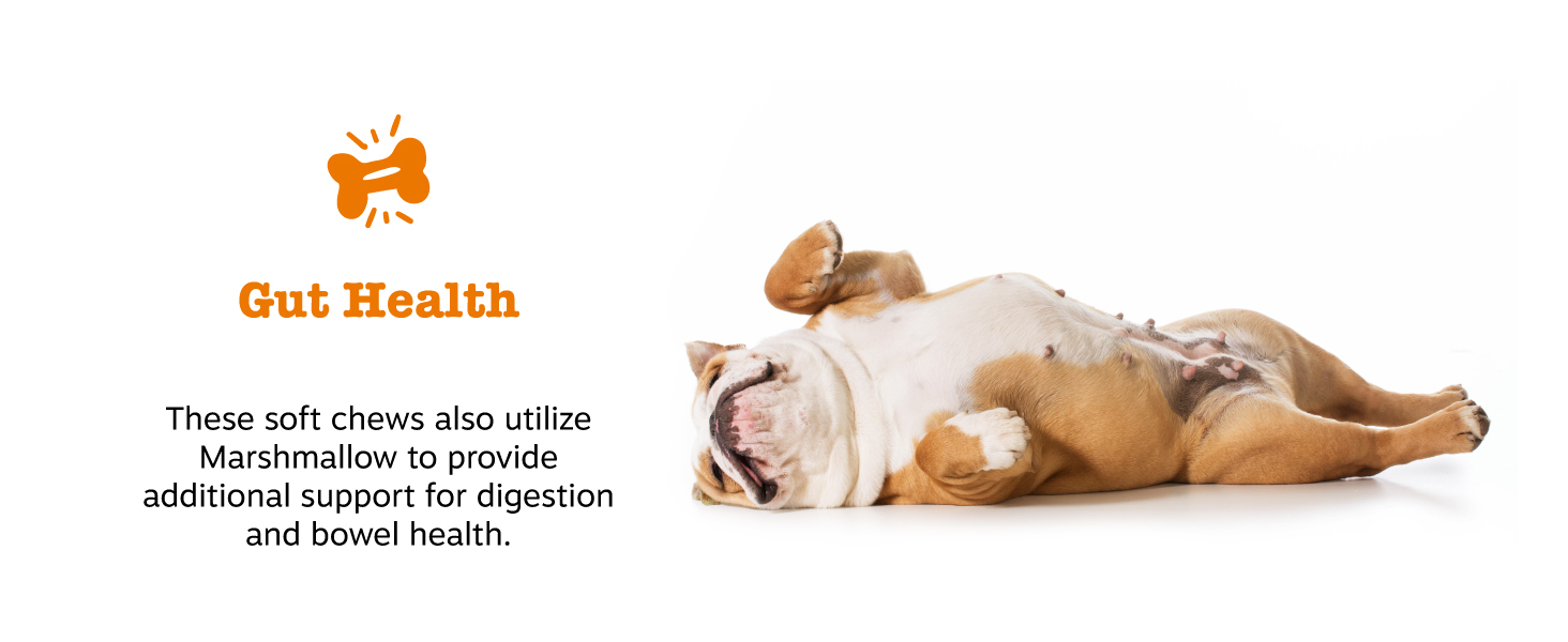 Gut Health