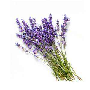 Lavender: A versatile oil with natural soothing and rejuvenating properties.