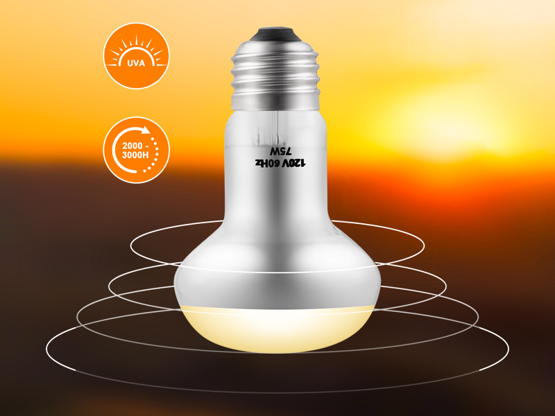 reptile night heat bulb bearded dragon