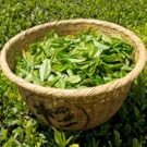 fat burner tummy with green fat burner flavours of green for weight loss tulsi green tea