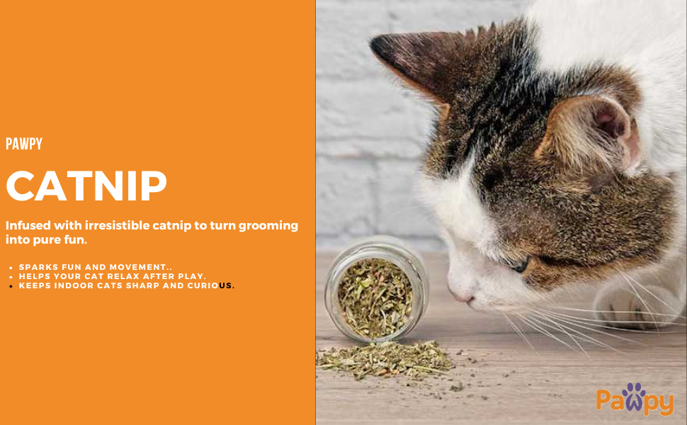 catnip