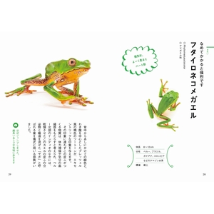 カエルページ ときめく図鑑Pokke! ときめくカエル図鑑 | 高山 ビッキ, 松橋