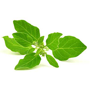 Shoden ashwagandha