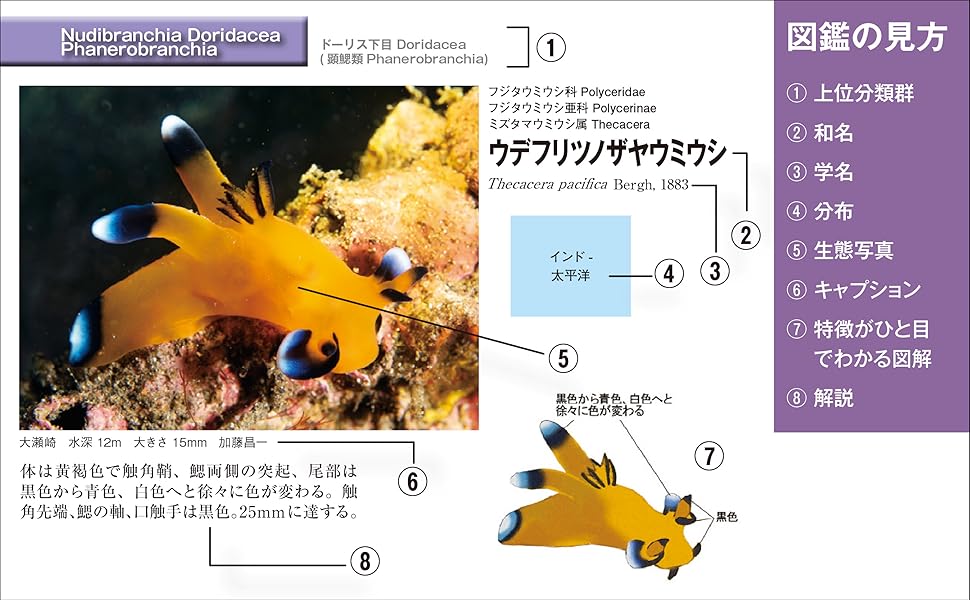 Amazon.co.jp: 新版 ウミウシ：特徴がひと目でわかる図解付き