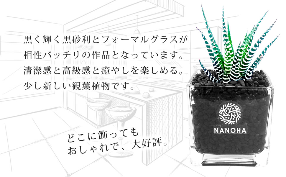 多肉植物 ハオルチア 裏窓実生 最高の透明感 日本初出品 7cm鉢 | tspea.org