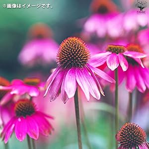 Amazon.co.jp: エキナセア・ルージュノワール 3.5号ポット苗 1個