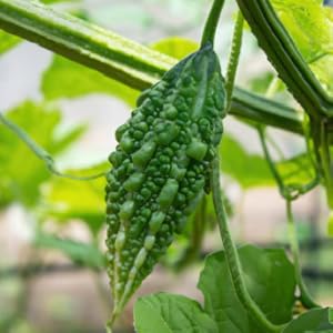 bittergourd karela vegetable green gardening home kitchen winter momordica charantia