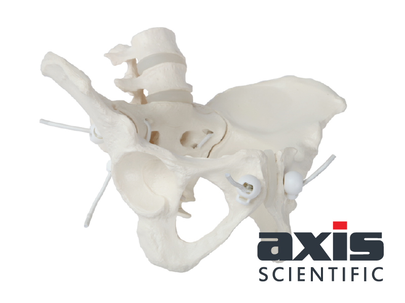 Amazon.com: Axis Scientific 4 Part Disassemblable Flexible
