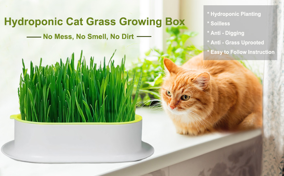 YUMINGUHC Organic Cat Grass Planter HYDROPONIC Cat Grass