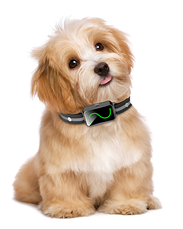dog shock collar with remote