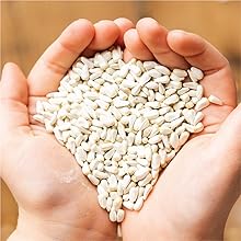 Schoen Farms Safflower Seed