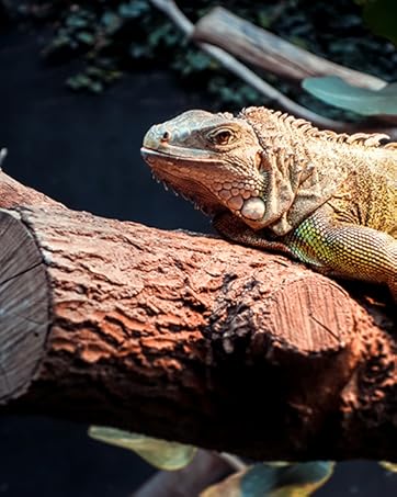 Digital Reptile Thermometer and Humidity Gauge