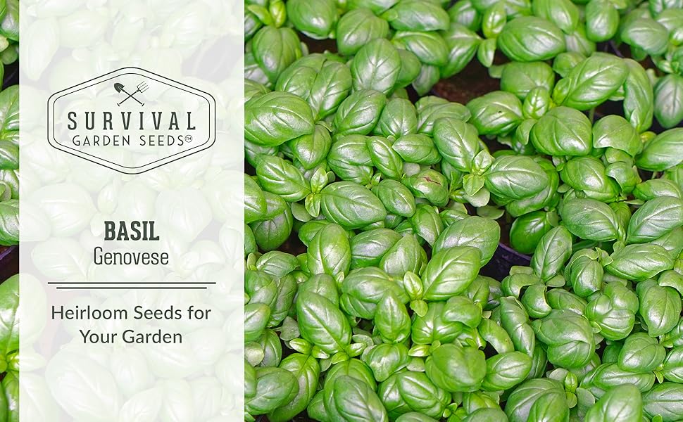 1 Pack Genovese Basil Seed for Planting Packet with