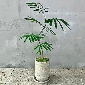 エバーフレッシュ ファイバー鉢 お皿付き エバーフレッシュ ファイバー鉢 お皿付き 観葉植物