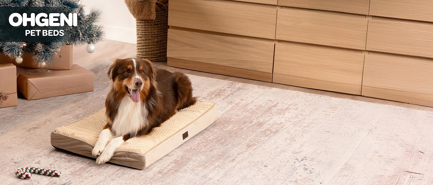 dog bed