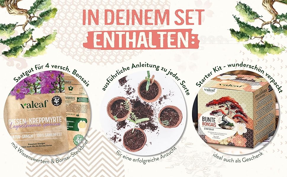 valeaf Bunte Bonsai Starter Set für deinen Bonsai Baum I Anzucht Set m