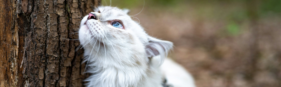 White cat at tree