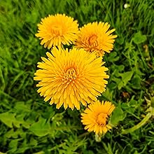 Dandelion-seed true-dandelion wild heirloom seeds-for-planting bee-friendly usa untreated organic