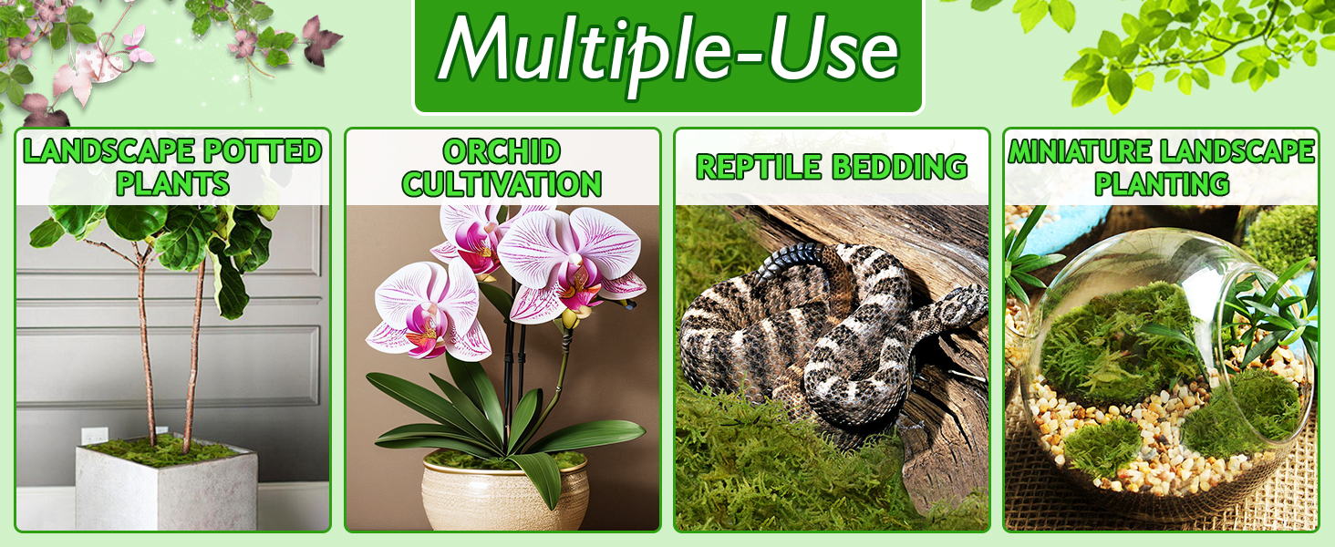 moss for plants indoor