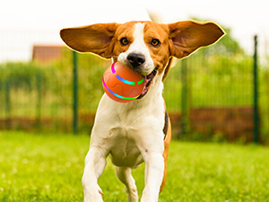 dog ball
