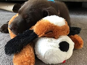 Snuggle Puppy Brown and White Sleeping Dog Cute Lifestyle