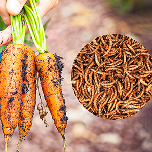 Feed by carrot ,pumpkin, bran