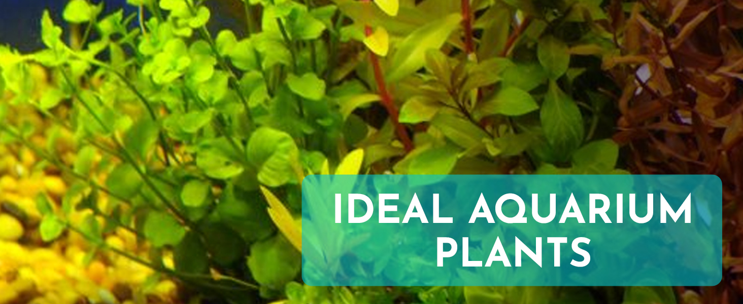 Ideal Plants 