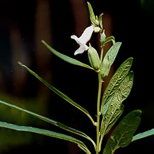 A+ generic middle bottom tile body line