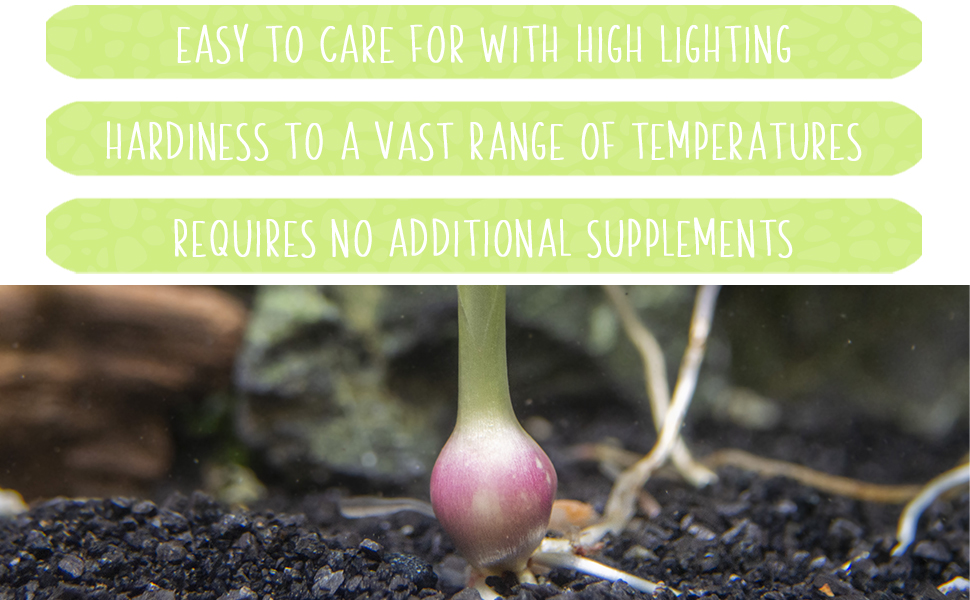 Aquatic Arts Dwarf Water Onion Plant (Zephyranthes Candida), Live Aquarium Plants