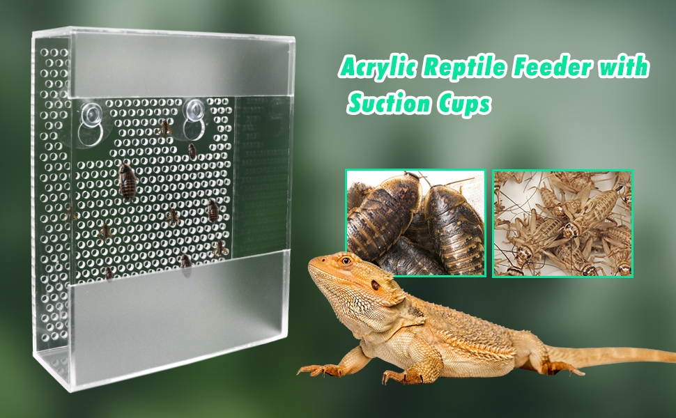 Acrylic Reptile Feeder with Suction Cups, Wall-Mounted Bearded Dragon Food Bowl