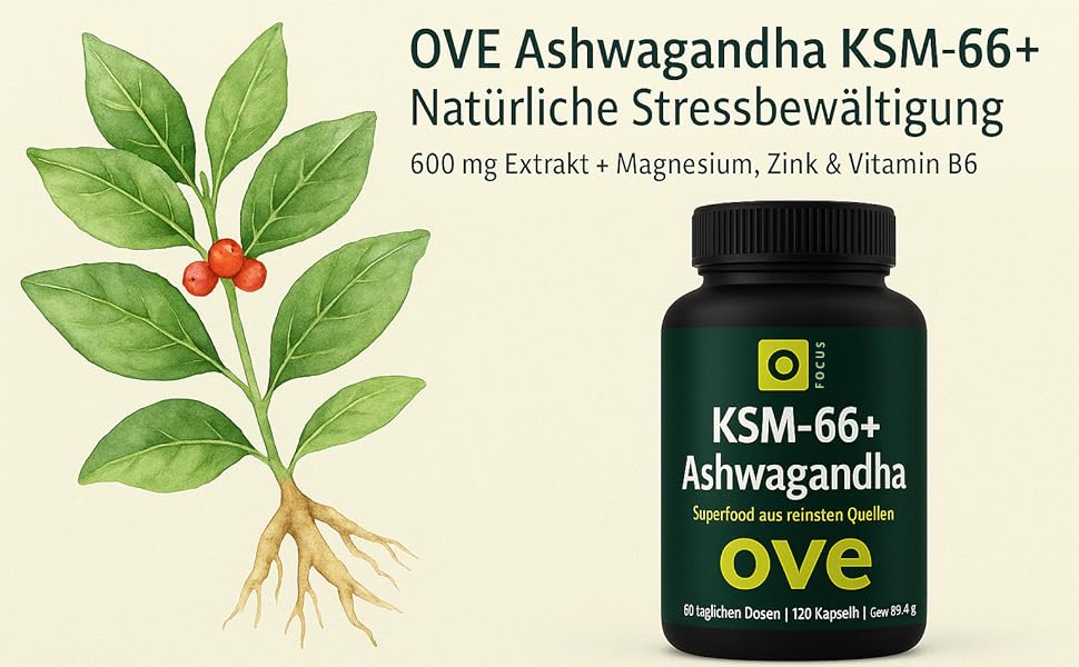 Grüne Pflanze mit ovalen Blättern und sichtbarem Wurzelsystem auf weißem Hintergrund. Scheint eine botanische Illustration oder ein Produktfoto zu sein.