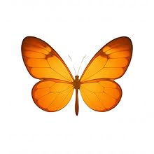 나비