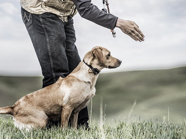 hunter with black lab in field. Dog is heeling