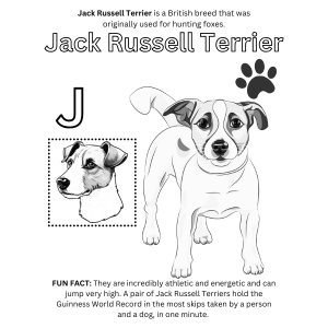Jack Russell Terrier coloring page