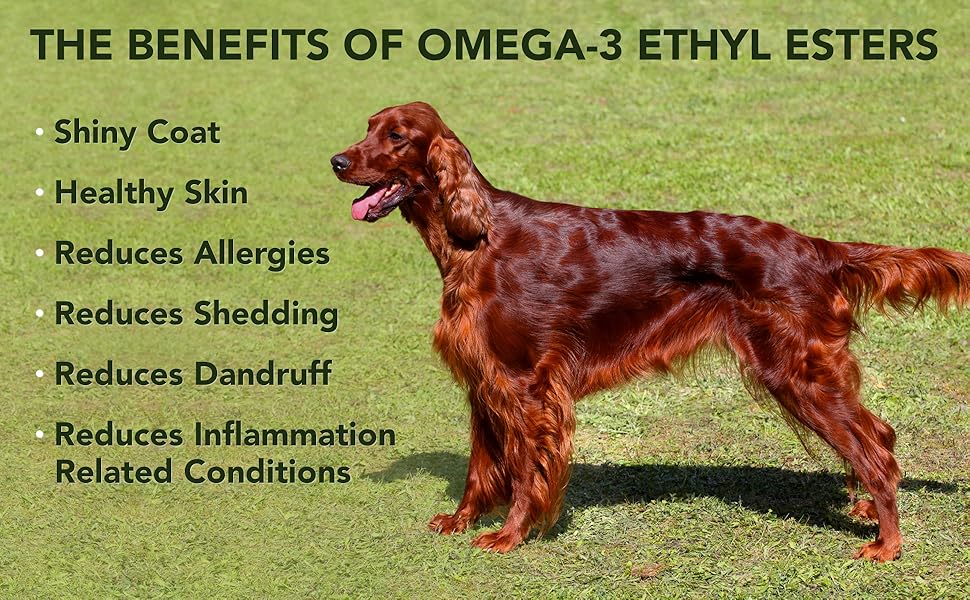 Catalyst Omega 3 Soft Chews