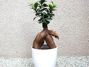 Amazon｜ITANSE ガジュマル 観葉植物 小型 4.5号鉢 フィカス