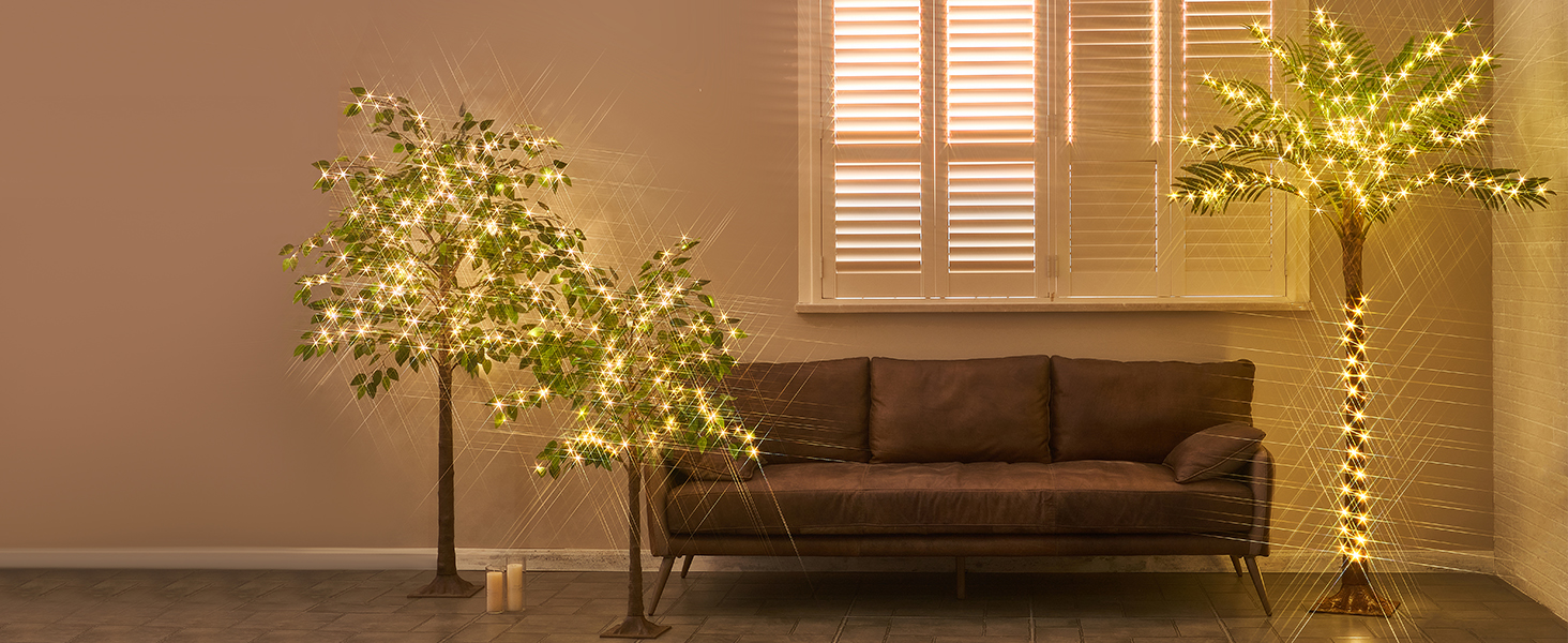 ficus tree