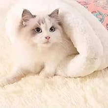 Kitty entering cozy sleep sack